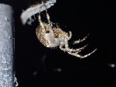 Araneus diadematus