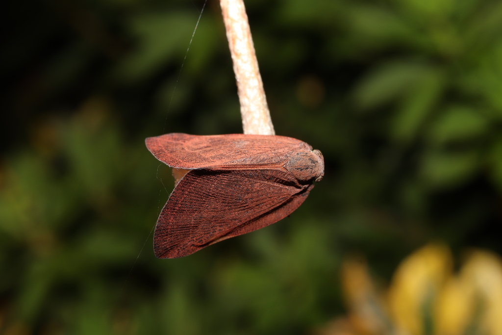 Ricaniinae from Район Тоцука, Иокогама, Канагава, Япония on October 15 ...