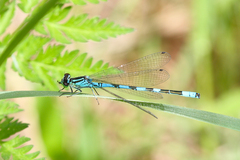 Coenagrion hastulatum
