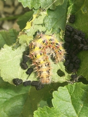 Nymphalini