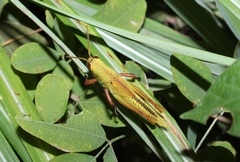 Patanga japonica
