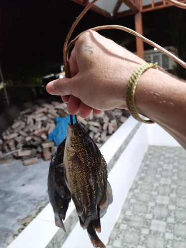 Striped grunter (Hephaestus lineatus) — Terapontidae