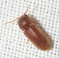 Metholcus cylindricus