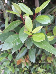 Laurus nobilis