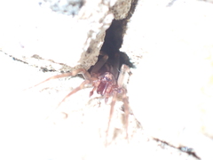 Liocranum rupicola