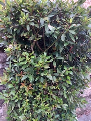 Laurus nobilis