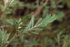 Tephrosia astragaloides