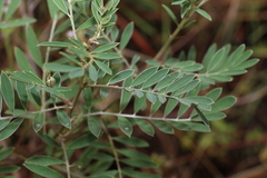 Tephrosia astragaloides