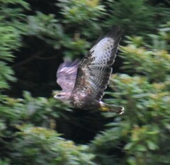 Buteo buteo rothschildi