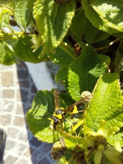 Eumenes