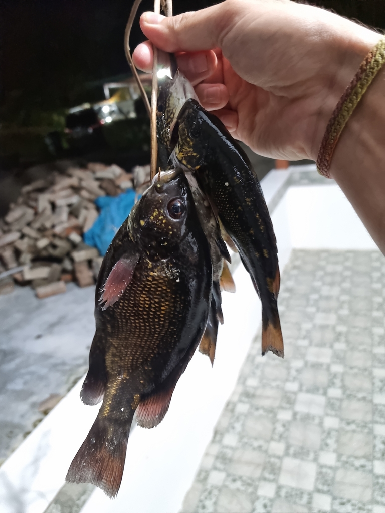 Mountain grunter
