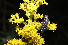 Bocchoris inspersalis
