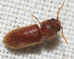 Metholcus cylindricus