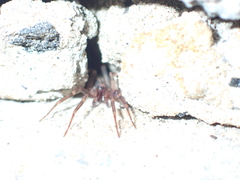 Liocranum rupicola