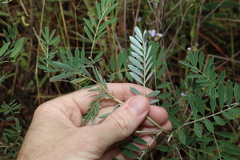 Tephrosia astragaloides