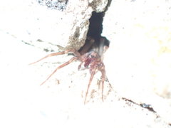Liocranum rupicola