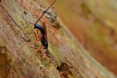 Ephialtes manifestator