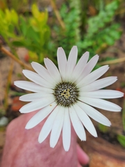 Gerbera linnaei