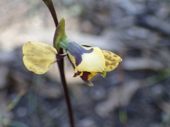 Diuris pardina