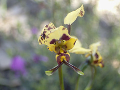 Diuris pardina