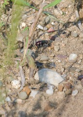 Cicindela scutellaris