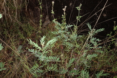 Tephrosia astragaloides