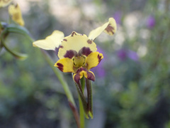 Diuris pardina