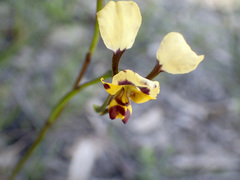 Diuris pardina