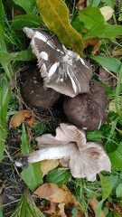 Pluteus ephebeus