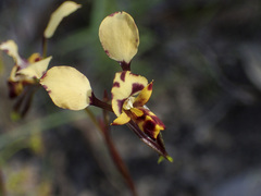 Diuris pardina