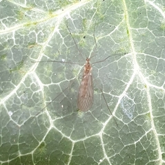 Trichocera annulata