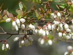 Vaccinium formosum