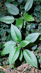 Dendrocnide meyeniana