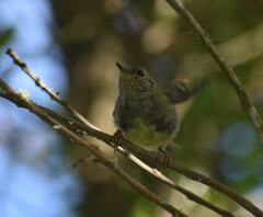 Regulus regulus azoricus