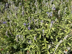 Salvia farinacea