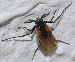 Metoecus paradoxus