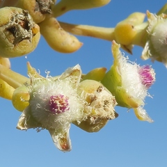 Stoeberia frutescens