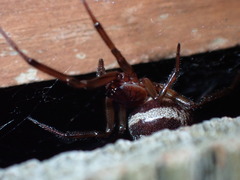 Steatoda nobilis