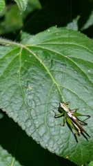 Conocephalus melaenus