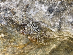 Grapsus longitarsis