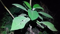 Dendrocnide meyeniana