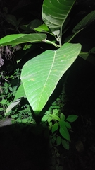 Dendrocnide meyeniana