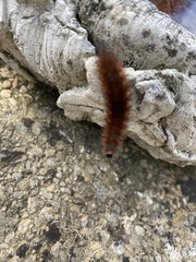 Phragmatobia