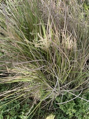 Miscanthus