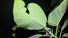 Dendrocnide meyeniana