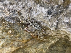 Grapsus longitarsis