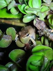 Litoria fallax