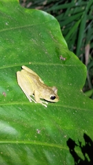 Buergeria robusta