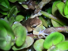 Litoria fallax