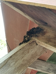 Polistes sagittarius